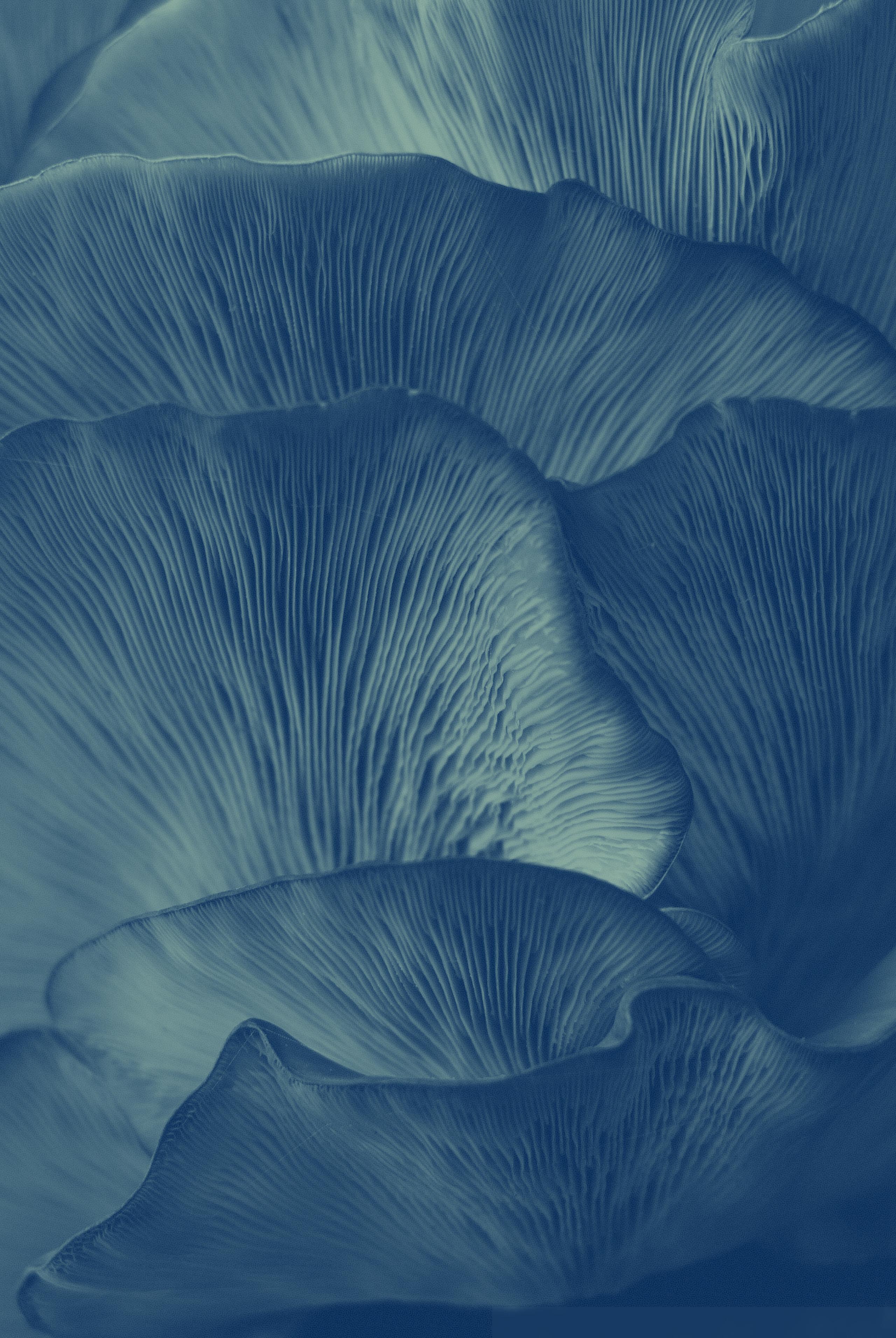 Lorem ipsum